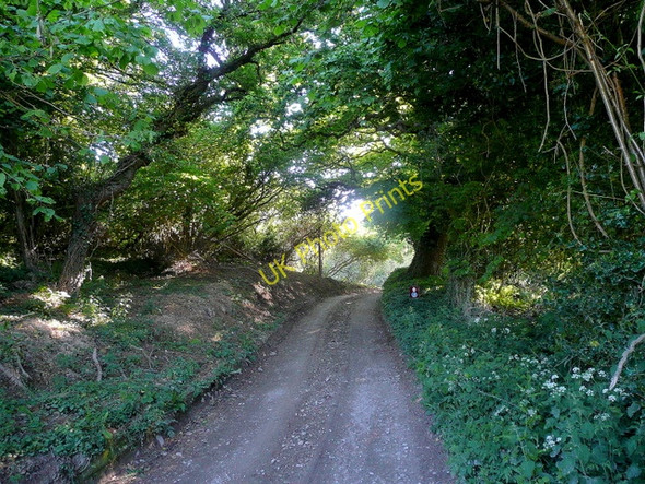 Photo 6"x4" Wilkswood Lane Langton Matravers c2010