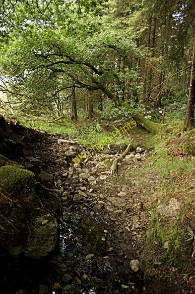 Photo 6"x4" Woodland Streambed Graiguenamanagh c2010