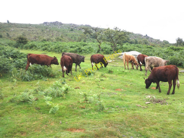 Photo 6"x4" Cattle, grazing on the side of Black Hill Water\/SX7580 c2010