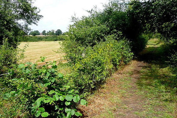 Photo 6"x4" North of Haybarn Strood Green\/TQ0224 c2010