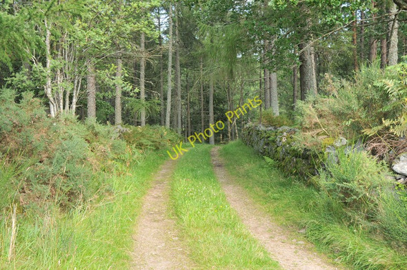 Photo 6"x4" Farm track in Budgate Plantation Cawdor c2010