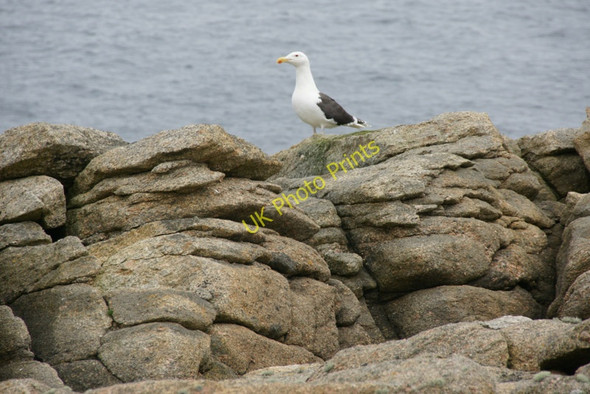 Photo 6"x4" Great Black-backed Gull (Larus marinus), Holm of Skaw Kirkaton c2010