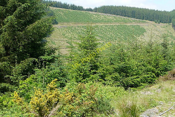 Photo 6"x4" Across Nant Lwynor Rhandirmwyn c2010