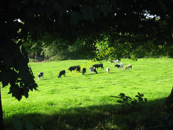 Photo 6"x4" Cows at Johnstown, Co. Meath Duleek c2010