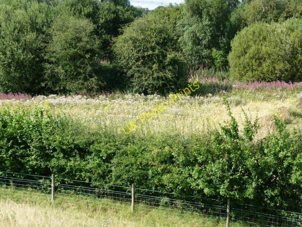 Photo 6"x4" Patch for wildlife Lower Altofts c2010