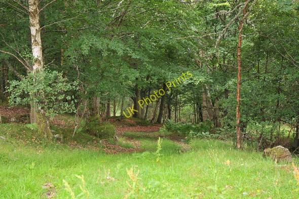 Photo 6"x4" Track into Coulmore Wood Balgunearie c2010