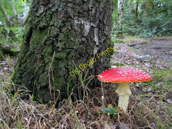 Photo 6"x4" Fly agaric (Amanita muscaria), Heddon Common Houghton\/NZ1266 c2010