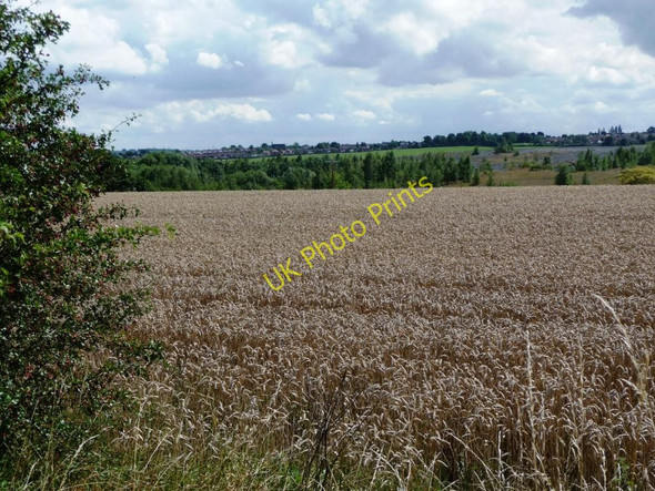 Photo 6"x4" Wheat field Normanton\/SE3822 c2010