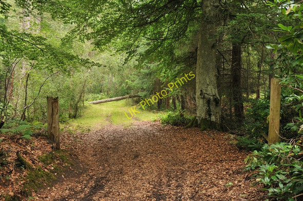 Photo 6"x4" Woodland path in Conan Wood Bishop Kinkell c2010