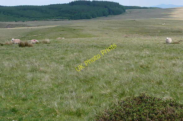 Photo 6"x4" Towards Mynydd Wsyg Talsarn\/SN7726 c2010