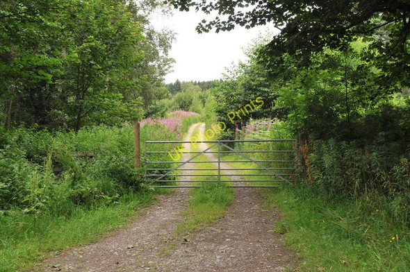 Photo 6"x4" Forest road into woods near Tore Tore c2010