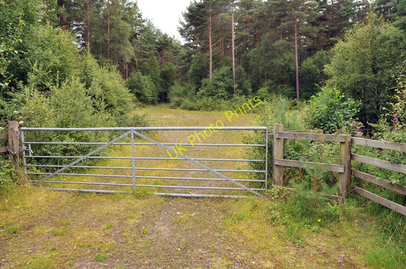 Photo 6"x4" Track into woods near Allangrange Arpafeelie c2010