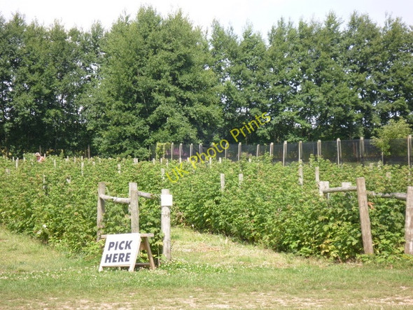 Photo 6"x4" Pick your own raspberries (Cobbs Farm Shop) Marsh Gate\/SU3268 c2010
