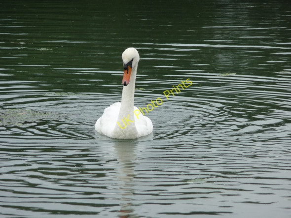 Photo 6"x4" Mute Swan (Cygnus olor) Newtown\/SZ4290 c2010