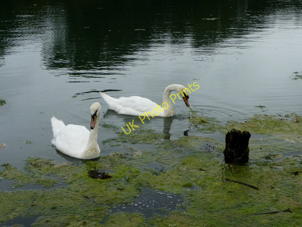 Photo 6"x4" Mute Swans (Cygnus olor) Newtown\/SZ4290 c2010 P1