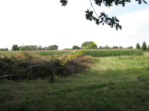 Photo 6"x4" Conifers a failure: maize a success Barston c2010