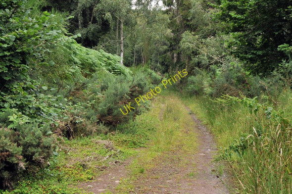Photo 6"x4" Overgrown forest track near Dunain Hill Dochgarroch c2010