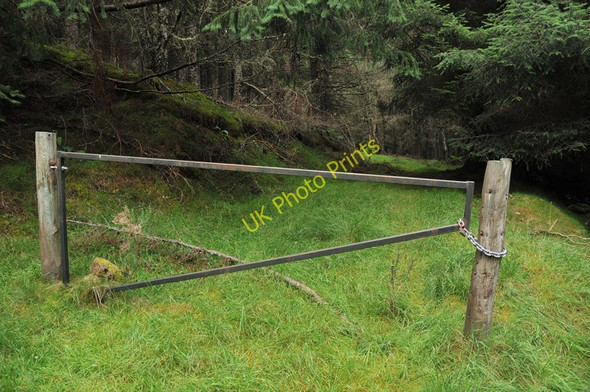 Photo 6"x4" Overgrown forest track near Balliemore Dochgarroch c2010