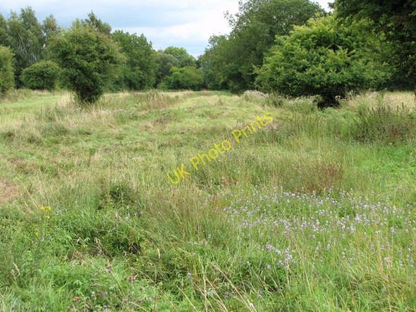 Photo 6"x4" A patch of peppermint in cattle pasture Hethel c2010