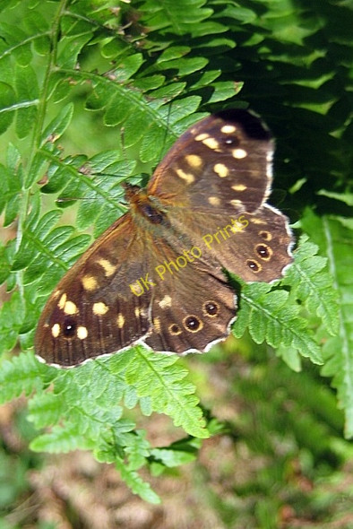 Photo 6"x4" Newmillerdam Country Park-Butterfly Newmillerdam c2010