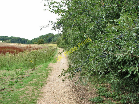 Photo 6"x4" Sloes ripening beside the path through Ringstead Downs Ringstead\/TF7040 c2010