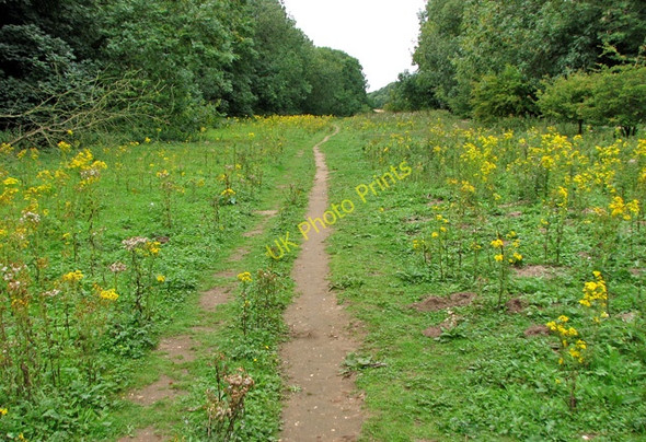 Photo 6"x4" Path through Ringstead Downs nature reserve Ringstead\/TF7040 c2010