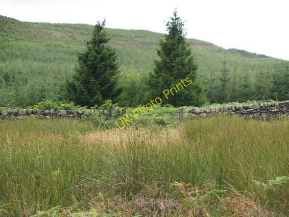 Photo 6"x4" Old Sheep Ree in Glengap Forest Fore Hill of Glengap c2010