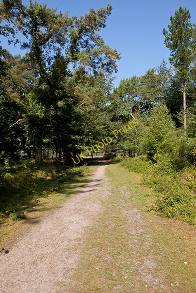 Photo 6"x4" Path approaching edge of Ipley Inclosure Pooksgreen c2010
