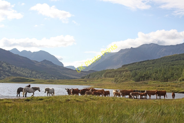 Photo 6"x4" Cooling off in Loch Coulin Coulin Lodge c2010