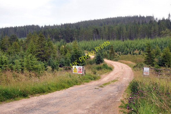 Photo 6"x4" Forest road near Tomintoul Auchnarrow c2010