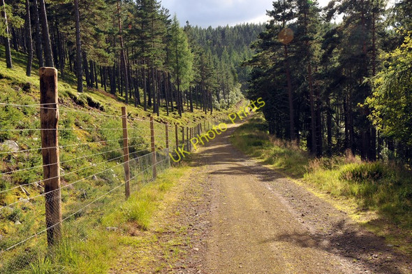 Photo 6"x4" Forest road near Lonach Roughpark c2010