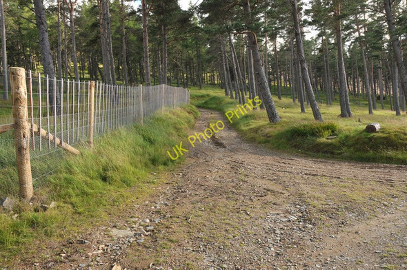 Photo 6"x4" Track in the forest near Belniden Belniden c2010