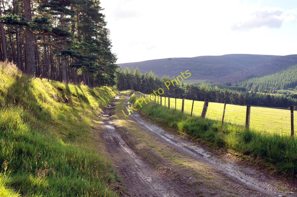 Photo 6"x4" Forest road near Belniden Farm Belniden c2010