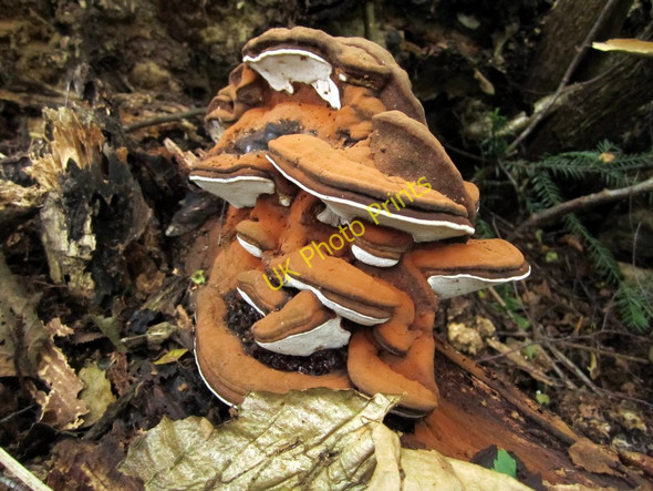 Photo 6"x4" Ganoderma bracket fungus, Heddon Common Houghton\/NZ1266 c2010