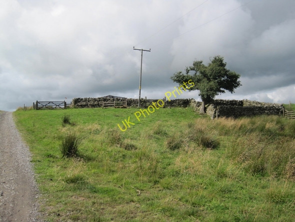 Photo 6"x4" Thorn (sheep pens) Forest Head c2010