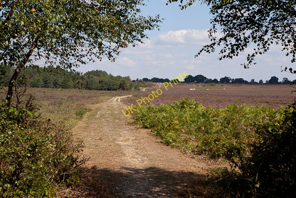 Photo 6"x4" Track running north from Decoy Pond Farm Ashurst\/SU3310 c2010