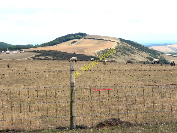 Photo 6"x4" Sheep Grazing on Povington Hill Tyneham c2010