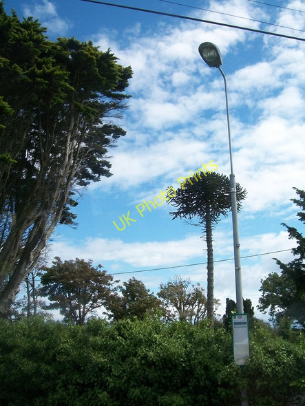 Photo 6"x4" Lamp post and araucaria pine at Sarn Bach Bwlchtocyn c2010