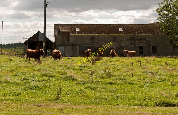 Photo 6"x4" Hairy Coos at Bogbain Tain\/NH7881 c2010