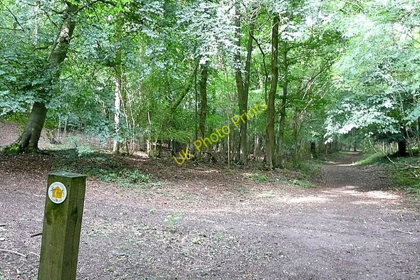 Photo 6"x4" Footpath in Bloom Wood Little Marlow c2010