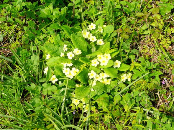 Photo 6"x4" Primrose, Primula vulgaris Liskeard c2010