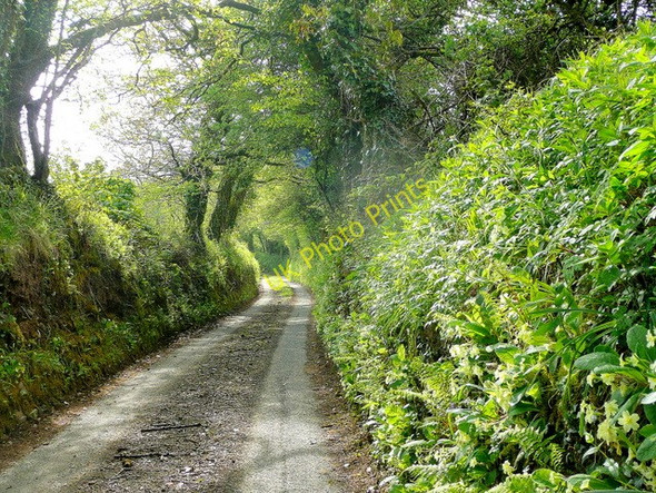 Photo 6"x4" Cornish lane 1 Liskeard c2010