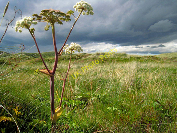 Photo 6"x4" Forvie: sand dune vegetation and distant rain clouds Collieston\/NK0328 c2010