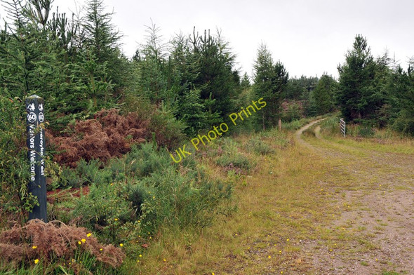 Photo 6"x4" Forestry road at Inveroykel West Altass c2010