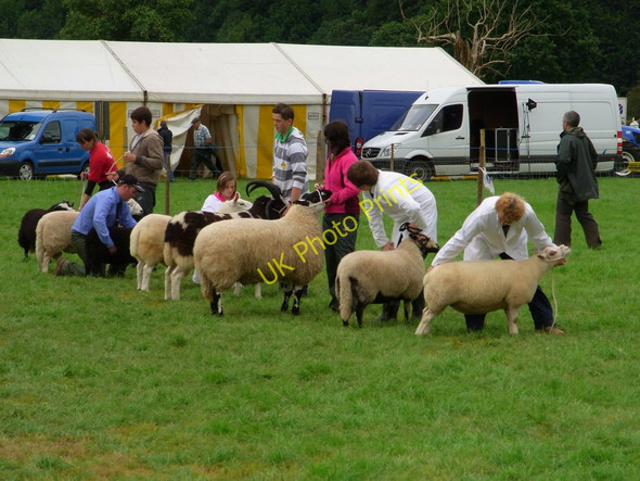 Photo 6"x4" Llandeilo Show, Sheep Judging Ffairfach c2010