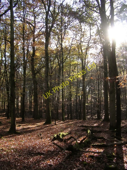 Photo 6"x4" Autumn in the Islands Thorns Inclosure, New Forest Fritham c2005