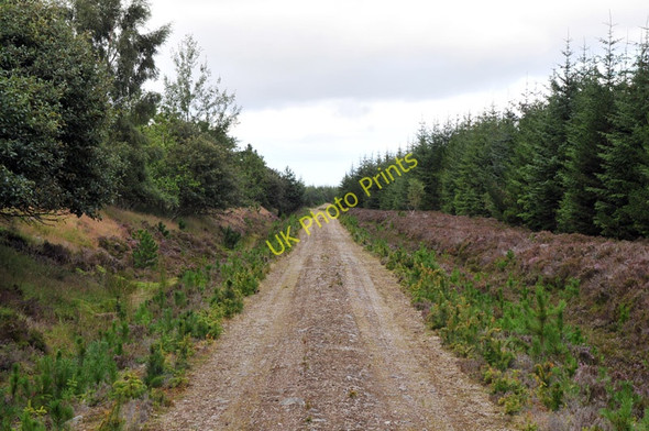 Photo 6"x4" Forest road through to Admiral's Farm Balleigh c2010
