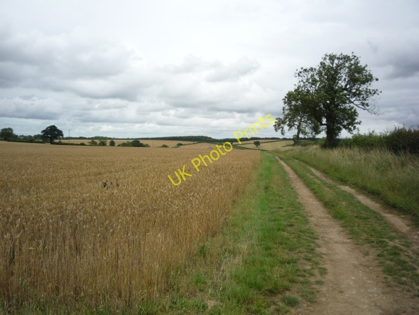 Photo 6"x4" Track to Crambe Crambe c2010