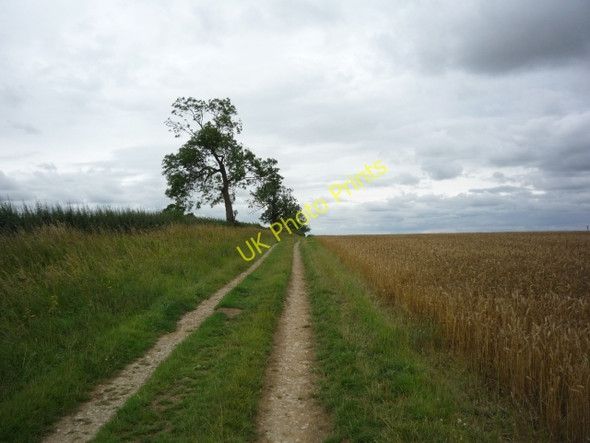 Photo 6"x4" Path up Crambe Bank Crambe c2010
