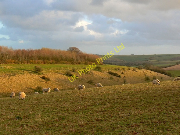Photo 6"x4" Sheep pasture north of Bishopstone, Wiltshire Bulbridge c2007